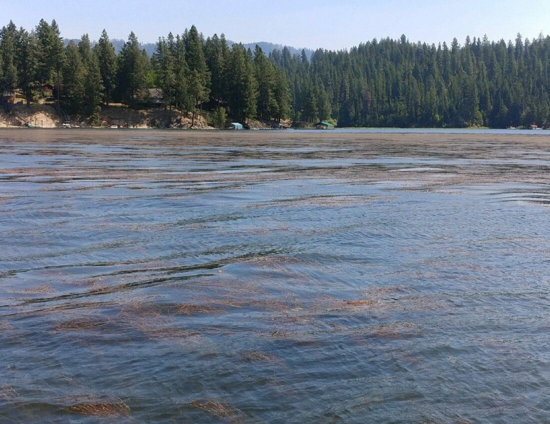Milfoil on Hayden Lake
