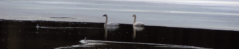 Swans on Mokins Bay