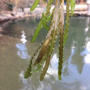 Curlyleaf Pondweed is the first aquatic plant to emerge in the spring.