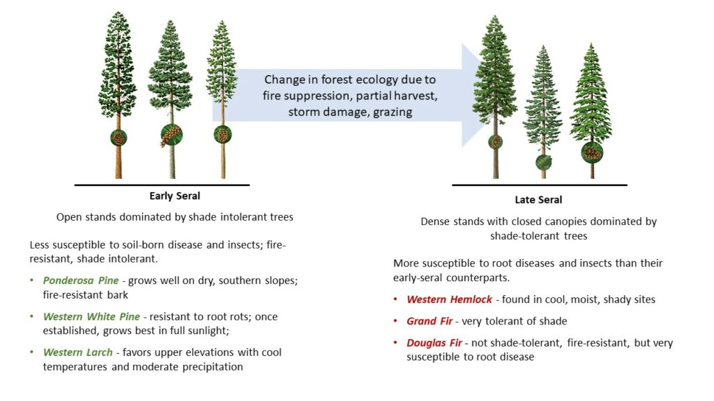 Change in forest ecology due to fire suppression, partial harvest, storm damage, grazing