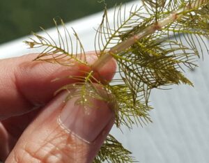 Four feather-like leaves encircle the milfoil stem.