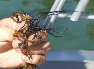 Milfoil roots bunch close to the stem.