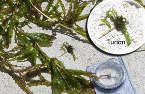 Curly-leaf Pondweed with turion highlighted