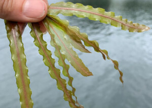 Curly-leaf is vibrant this spring, before herbicide application.