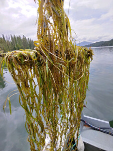 Curly-leaf snared by anchors and boat motors is problematic.