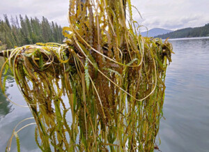 Invasive and noxious aquatic plants become entangled in boat motors, anchors, and other equipment. This is part of the nuisance aspect of invasive species.