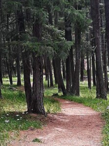 a Canfield Trail winds through the forest