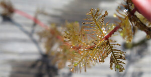 Eurasian Watermilfoil was found via survey spring '23 in Hayden Lake along the south eastern shore.