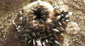 Quagga mussels can attach to both soft and hard surfaces.