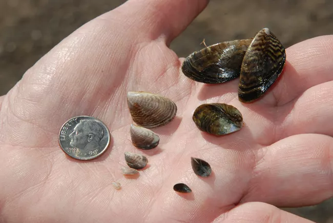 Quagga mussels grow from specs to the size of a quarter.