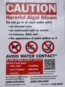 Caution: Harmful Algal Bloom