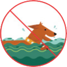 Do not let them swim or play in the water, represented by a universal no over the image of a dog swimming in the water