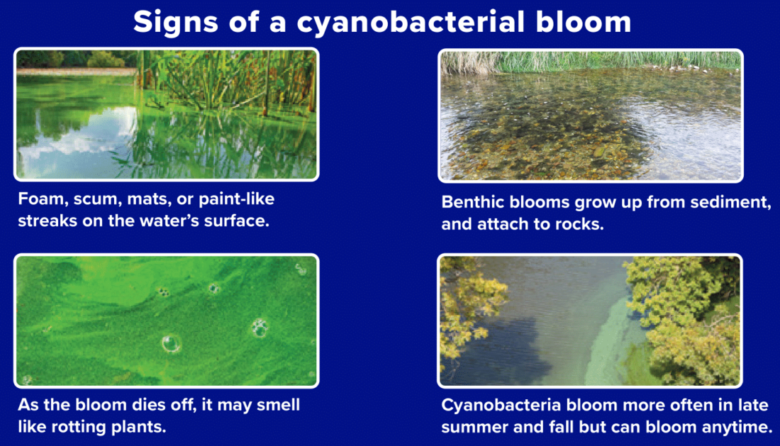 An infographic showing signs there is a cyanobacteria bloom, with related pictures: Fam, Scum, Mats, or paint-like streaks on the water's surface; Benthic blooms grow up sediment, and attach to rocks; As the bloom dies off, it may smell like rotting plants; and Cyanobacteria bloom more often in late summer and fall but can bloom anytime.