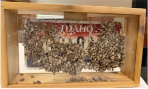Invasive mussels on an Idaho license plate.